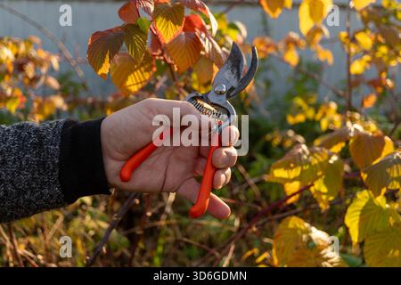 Männliche Hand, die die Gartenschere im Herbstgarten mit lebhaftem Laub hält Stockfoto