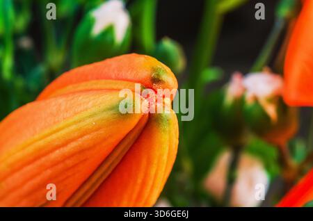 Die Makroaufnahme erfasst die komplizierten Details und Texturen der ungeöffneten Blume und zeigt ihre Schönheit Stockfoto