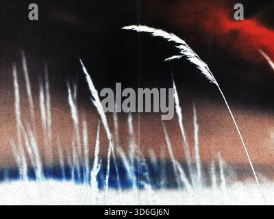 Abstrakte Kunstwerke der hohen Gräser, die vor einem dunklen, strukturierten Hintergrund des Nachthimmels geschildert wurden. Dieses künstlerische Bild zeigt ein zartes Grasspikelett Stockfoto