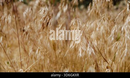 Nahaufnahme der Maus-Erde (Hordeum murinum Stockfoto