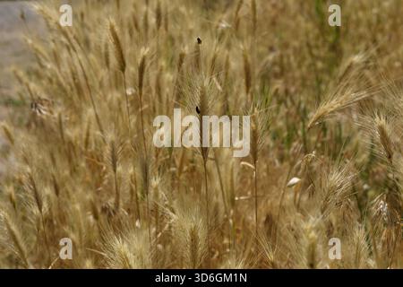 Nahaufnahme der Maus-Erde (Hordeum murinum Stockfoto