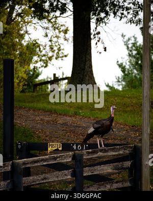 Wilder truthahn thront auf einem Holzzaun neben einem Schild mit privatem Grundstück in einer ländlichen Landschaft mit Herbstlaub und grasbewachsenem Hügel. Stockfoto