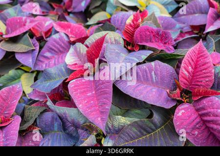 Eine bunte Weihnachtskulisse mit violetten, rosa und roten Weihnachtskulissen, die ihre farbenfrohen Weihnachtsblätter zeigen. Stockfoto