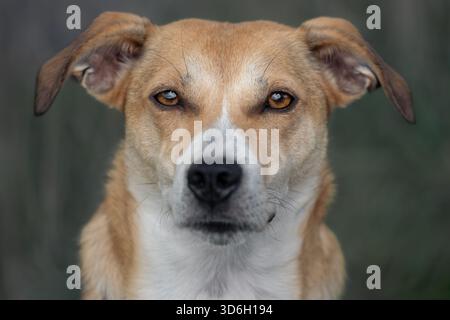 Nahporträt eines niedlichen Hundes labrador Beagle Mis mit glänzenden braunen Augen Stockfoto
