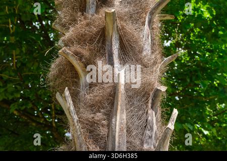 Nahaufnahme der behaarten braunen Rinde einer Palme mit schuppenartigen Resten alter Blätter im Dorf Cornac Lot Occitanie in Frankreich Stockfoto