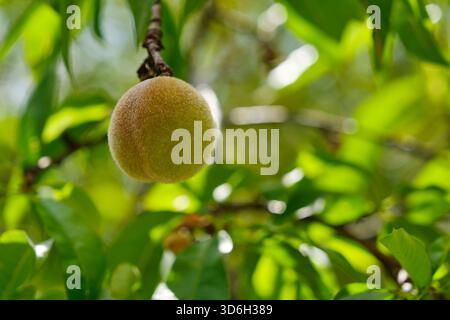 Ein einziger frischer, unreifer, haariger Pfirsich oder prunus persica auf einem Baumzweig mit Blättern im Frühling in der Region Lot in Südfrankreich. Stockfoto