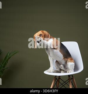 Ein Beagle sitzt auf einem weißen Stuhl und dreht seinen Kopf seitlich vor einem sanft beleuchteten Hintergrund. Der entspannte, aber neugierige Ausdruck macht das Bild ansprechend Stockfoto