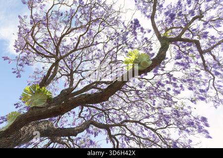 Wunderschöner Rosenholzbaum (Jacaranda mimosifolia) in voller Blüte mit magischen lila-blauen Blüten. Ein großer Geweihfarn (Platycerium) wächst auf dem Baum tr Stockfoto