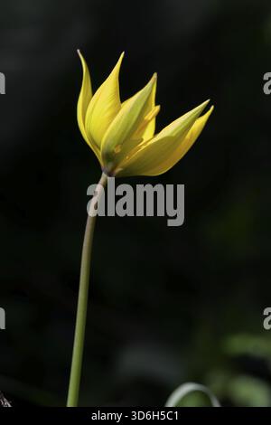 Elegante gelbe Blume an einem einzelnen Stiel hebt sich von einem dunklen, kontrastierenden Hintergrund ab, Tulipa sylvestris, Italien Stockfoto