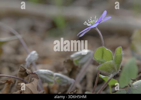 Eine zarte lila Blume mit flauschigen Stielen, die zwischen trockenen Blättern auf dem Boden wachsen, Italien Stockfoto