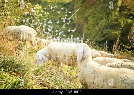 Texel kreuzen Schafe, weibliche Schafe im Herbst auf saftig grüner Wiese. Schafherde auf der Weide, Italien Stockfoto