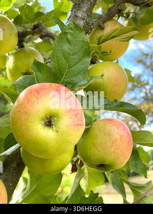 Nahaufnahme von Reifen Äpfeln, die auf einem Ast mit grünen Blättern in einer Obstplantage während der Erntesaison uk wachsen Stockfoto