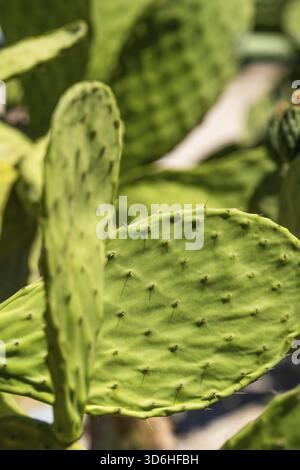 Feigenkaktus oder indischer Feigen-Opuntia-Kaktus. Berberfeige oder rückenloser Kaktus mit kleinen Früchten, tropische Pflanzennahmebildung Stockfoto