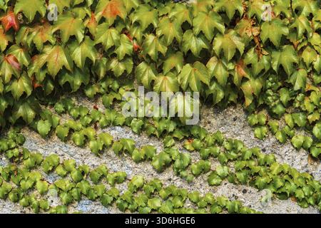 Boston Evy oder Parthenocissus trikuspidata Pflanze an der Wand. Japanische Kriechpflanze oder japanische Efeu-Kletterpflanze, natürlicher Hintergrund Stockfoto