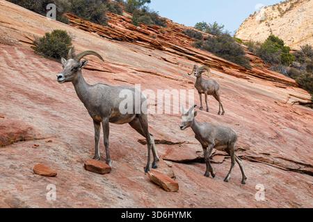 Dickhornschaf (Ovis canadensis nelsoni), Zion-Nationalpark, Utah Stockfoto