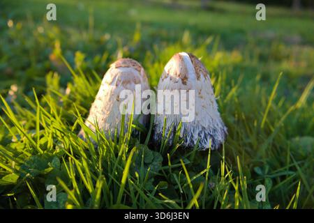Nahaufnahme eines Paares Pilze Stockfoto