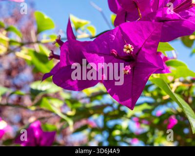 Nahaufnahme von leuchtenden magentafarbenen Bougainvillea-Hüllen mit winzigen weiß-gelben Blüten, die von der Sonne beleuchtet werden, vor einem sanften Bokeh aus grünen Blättern und blauem Himmel. Stockfoto