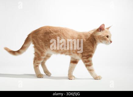 Eine Ingwerkatze läuft in einer Profilansicht selbstbewusst nach links. Seine Beine und sein Schwanz sind im mittleren Schritt unter heller Studiobeleuchtung verlängert. Stockfoto