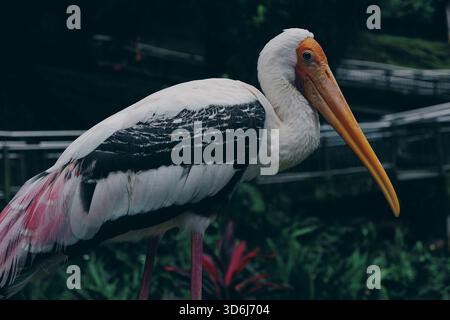 Ein einzelner Gelbschnabelstorch aus der Nähe zeigt ein leuchtendes rosafarbenes Gefieder, das aufrecht in der Nähe von Zierpflanzen in einem Zoogehege steht. Stockfoto