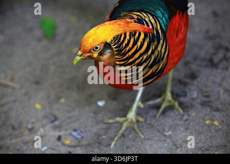 Der männliche Goldene Fasan (Chrysolophus pictus) ist bunter als das Weibchen und einer der schönsten Vögel der Welt Stockfoto