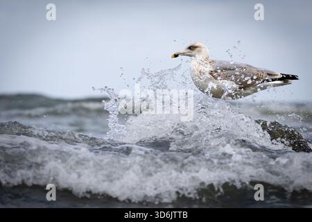 Ein detailliertes Foto einer Heringmöwe (Larus argentatus), die auf einem Felsen im Wasser steht, während sich die Wellen sanft um ihn herum bewegen. Das Bild hebt den hervor Stockfoto