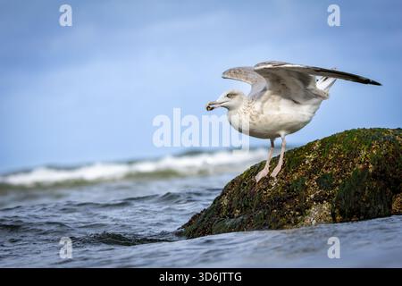 Ein detailliertes Foto einer Heringmöwe (Larus argentatus), die auf einem Felsen im Wasser steht, während sich die Wellen sanft um ihn herum bewegen. Das Bild hebt den hervor Stockfoto