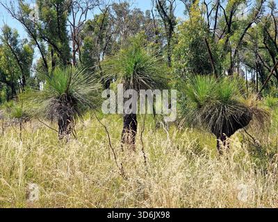 Xanthorrhoea australis, australischer Grasbaum, der im Buschland im Outback wächst. Stockfoto