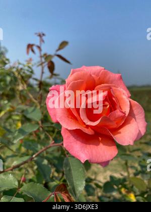 Rosa Rose - Symbol für Gnade, Eleganz und sanfte Zuneigung Stockfoto