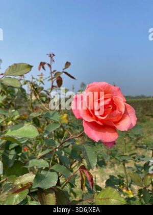 Rosa Rose - Symbol für Gnade, Eleganz und sanfte Zuneigung Stockfoto