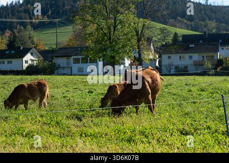 Kuhherden grasen gemütlich auf üppigem, grünem Gras inmitten einer ruhigen ländlichen Landschaft mit sanften Hügeln und charmanten Häusern unter klarem Himmel. Stockfoto