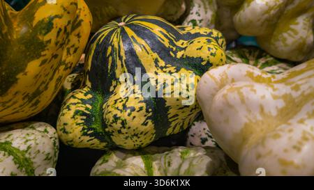 Detaillierte Ansicht der gestreiften dekorativen Kürbisse in verschiedenen Gelb-, Grün- und Cremetönen. Die natürlichen Formen und Texturen sorgen für ein intensives Herbstgefühl. Stockfoto