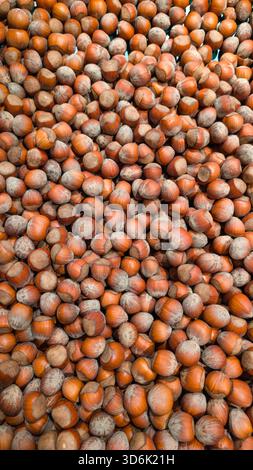 Ein großer Haufen frischer Haselnüsse in der Schale mit warmen Brauntönen und natürlichen Texturen. Ideal für Herbstthemen, gesunde Esskonzepte. Stockfoto