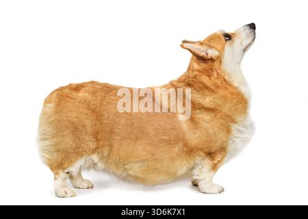 Erwachsener übergewichtiger Pembroke Waliser Corgi traurig aussehender weißer Hintergrund Stockfoto