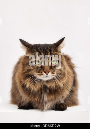 Langhaarige Tabbykatze in einer Brotposition mit den Pfoten darunter, im Studio mit weißem Hintergrund gedreht. Die entspannte Pose zeigt Ruhe und Gemütlichkeit. Stockfoto