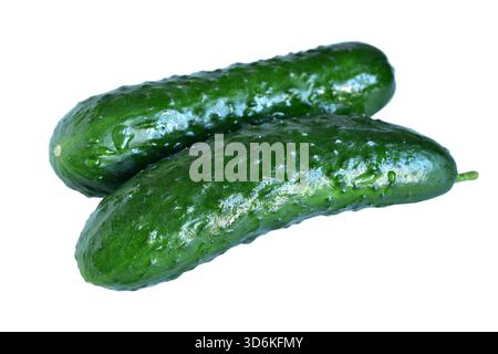 Zwei grüne Gurken liegen auf weißem Hintergrund. Stockfoto
