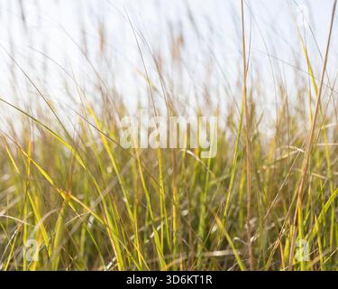Nahaufnahme von Strandgräsern entlang der Küste, Long Beach Peninsula, WA, USA Stockfoto