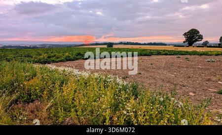 Ein friedlicher Sonnenuntergang in Guildtown nahe Perth, der warme Farben über die Felder, Wildblumen und die sanfte schottische Landschaft wirft Stockfoto