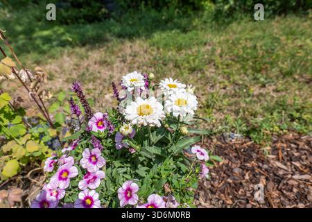 Eine lebhafte Ansammlung verschiedener Blumen, die zusammen in einem gemulschten Gartenbeet wachsen. Die Komposition besteht aus weißen, gelb zentrierten Gänseblümchen und rosa/violett Stockfoto