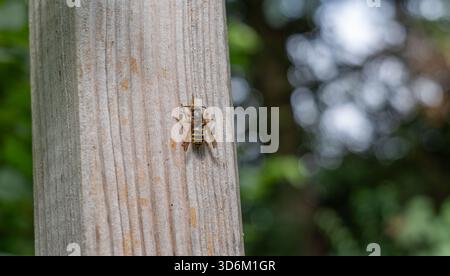 Eine scharfe, detaillierte Nahaufnahme einer European Paper Wasp (Polistes dominula), die stationär auf einem hellen, strukturierten Holzpfosten ruht. Der klare Fokus o Stockfoto