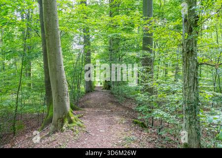 Ein landschaftlich reizvoller Feldweg, der sich an einem hellen Sommertag direkt durch einen üppig grünen Wald mit hohen Buchen zieht. Stockfoto