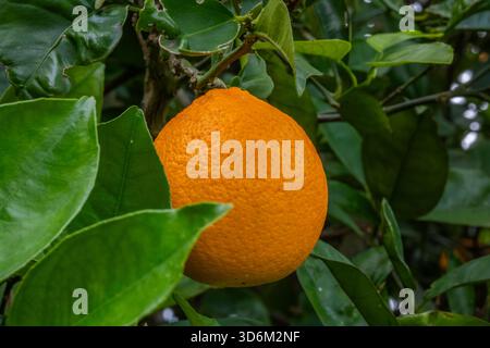 Eine extreme Nahaufnahme mit Fokus auf eine einzelne, perfekt reife Orange, die am Zweig eines Zitrusbaums hängt. Die strukturierte Haut der Frucht und die helle Farbe c Stockfoto