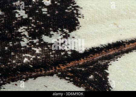 Extremes Makro aus Schmetterlingsflügelskalen mit Schwarzweiß-Muster und feiner Oberflächenstruktur, fokussierte Mikrofotos Stockfoto