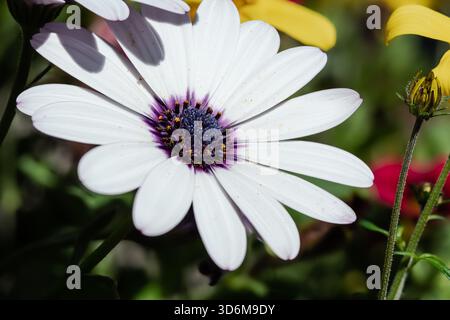 White African Daisy Nahaufnahme mit Purple Center und Pollen - Makrobotanical Detail Stockfoto
