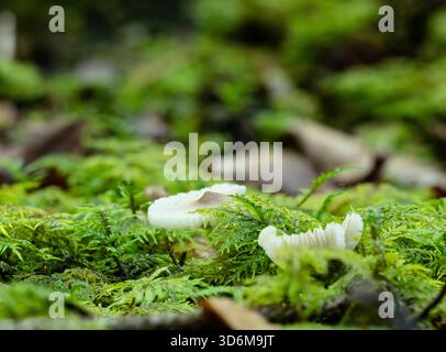 Weiße Pilzkappen auf leuchtendem grünem Moos - Makroaufnahme eines feuchten Waldbodens Stockfoto