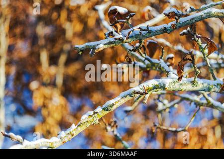 Makroansicht von Apfelbaumzweigen mit Schnee und trockenen Blättern im Garten auf Hintergrund. Schweden. Stockfoto
