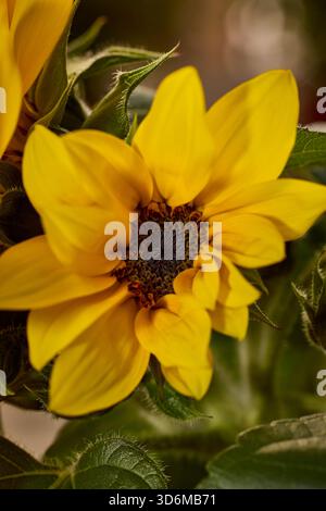 Sonnenblumen blühen aus nächster Nähe mit leuchtenden gelben Blütenblättern und grünem Laub Stockfoto