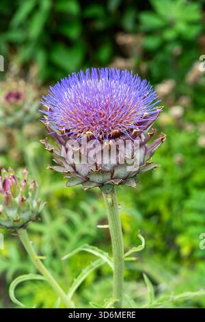 Cynara cardunculus eine im Sommer herbstliche blühende Pflanze mit einer lila Distel wie eine Sommerblume, auch bekannt als Cardoon oder Globus Artischocke, gar Stockfoto