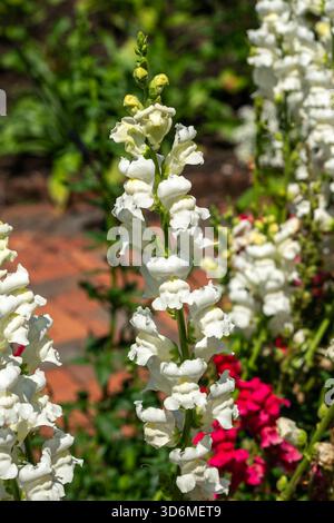 Antirrhinum majus „Rocket White“ eine im Sommer herbstliche blühende Pflanze mit einer weißen Frühlingsblume, die allgemein als snapdragon bekannt ist Stockfoto
