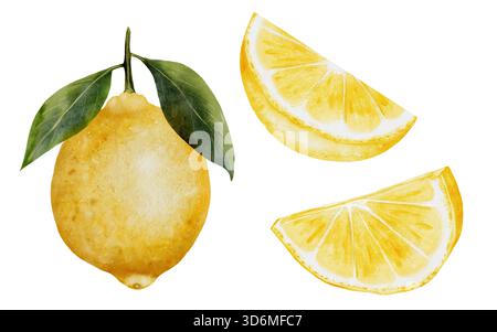 Zitronen-Aquarellset. Handgezeichnete tropische Sauerfrüchte. Clip-Art aus saftiger gelber Limette. Zitrusfrüchte auf isoliertem weißem Hintergrund. Ideal für Logo und Verpackung Stockfoto