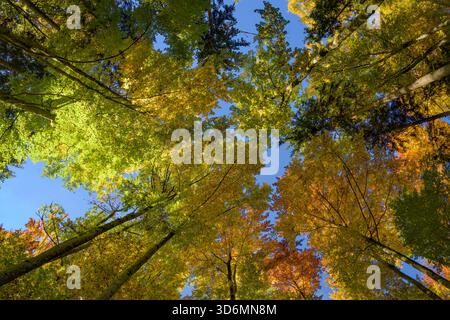 Lebhafte Herbstbuchenbäume, von unten gesehen, vor dem hellen blauen Himmel, buntes Herbstlaub im indischen Sommer Stockfoto